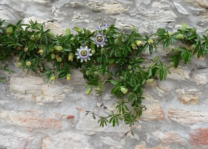 Country house El Pozo